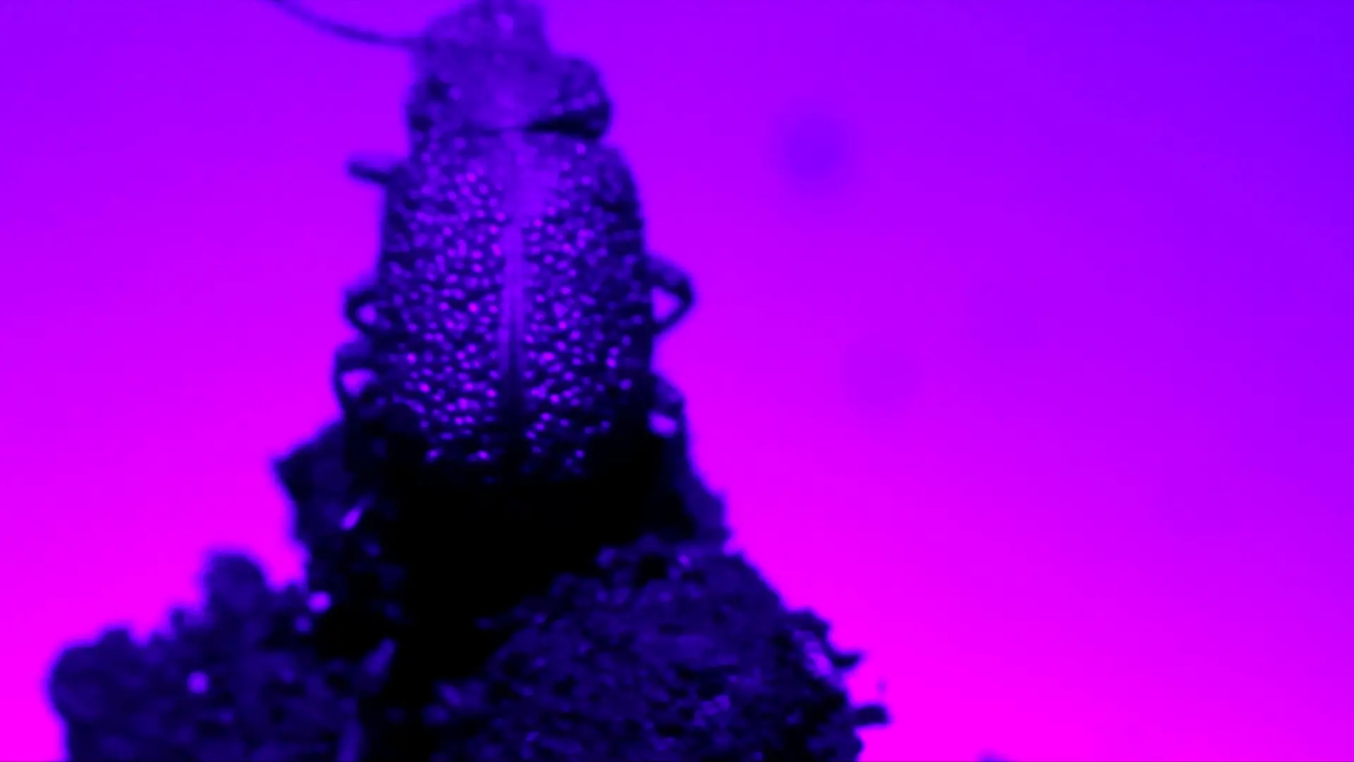 Extra Life (And Decay), dir. Stéphanie Lagarde- a close-up of an insect in front of a bright fuschia background